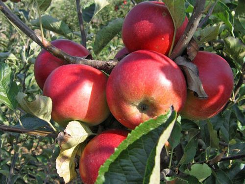 Tretmani jabuke su značajno smanjeni u odnosu na raniji period.