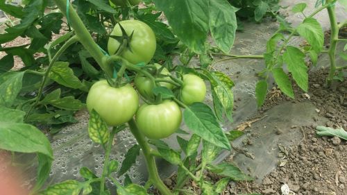 Proizvodnja paradajza bez upotrebe hemije.
